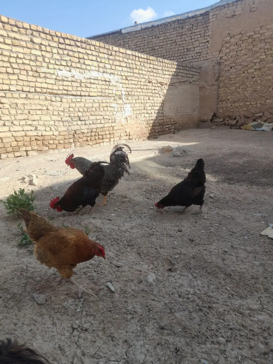 خروس|حیوانات مزرعه|بجنورد, |دیوار
