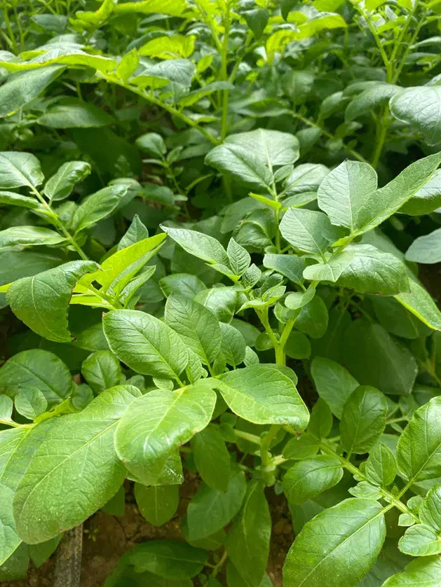 بذر سیب زمین|گل و گیاه طبیعی|داران, |دیوار