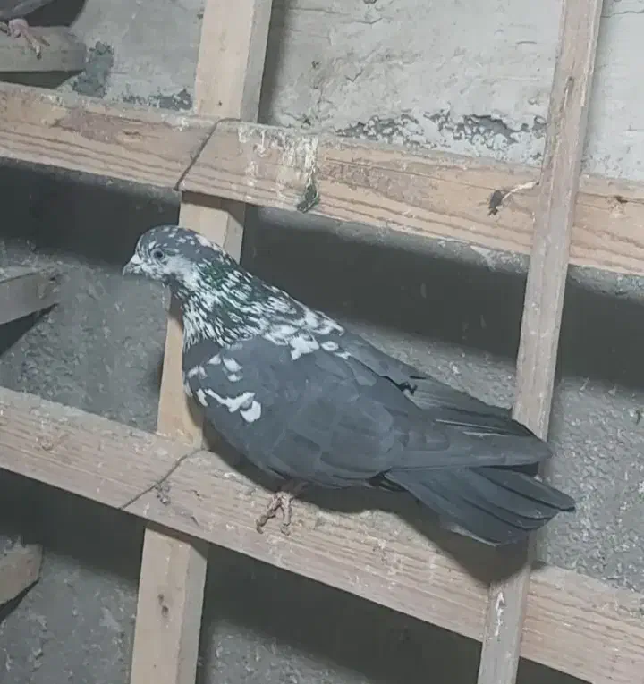 کفتر گمشده یادگاری|حیوانات|کرج, اصفهانی‌ها|دیوار