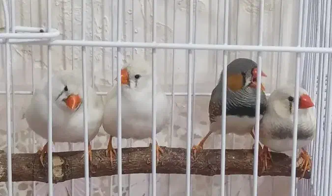 پرنده|پرنده|پردیس, فاز ۱۱|دیوار