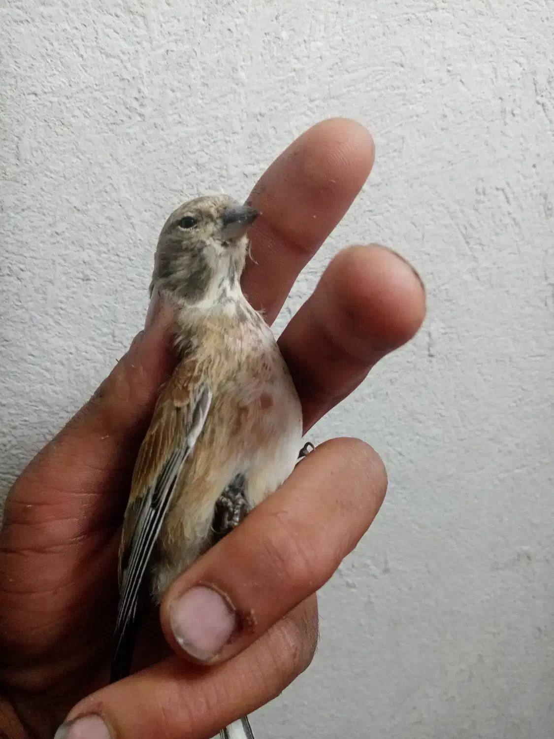 پرنده سینه سرخ خوب|پرنده|شیراز, دروازه قران|دیوار