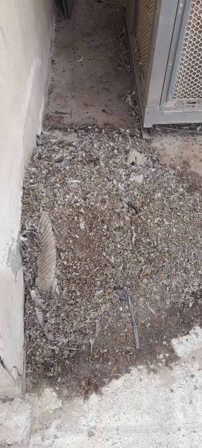 فروش کود کفتر چاهی|خدمات باغبانی و درختکاری|آبیک, |دیوار