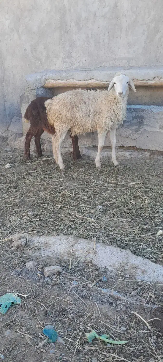 یک عدد بره ماده ساری قولاغ|حیوانات مزرعه|مشگین شهر, |دیوار