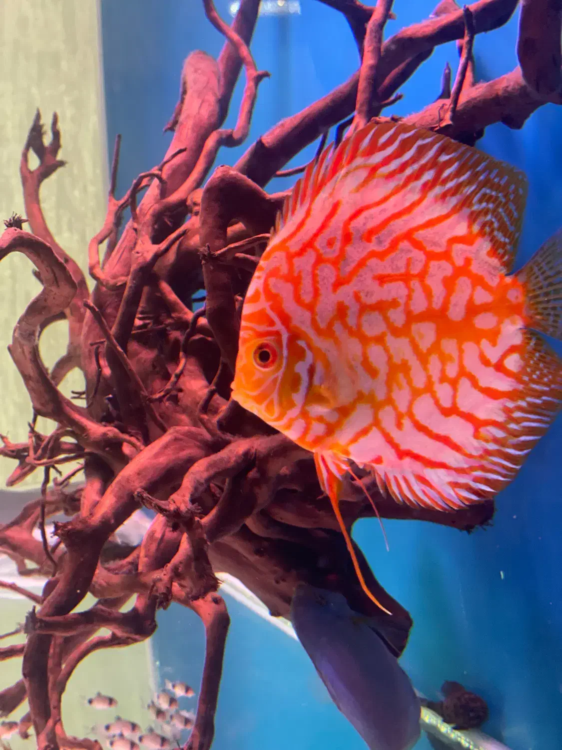 دیسکس ۴ عدد مولد|ماهی|تبریز, |دیوار