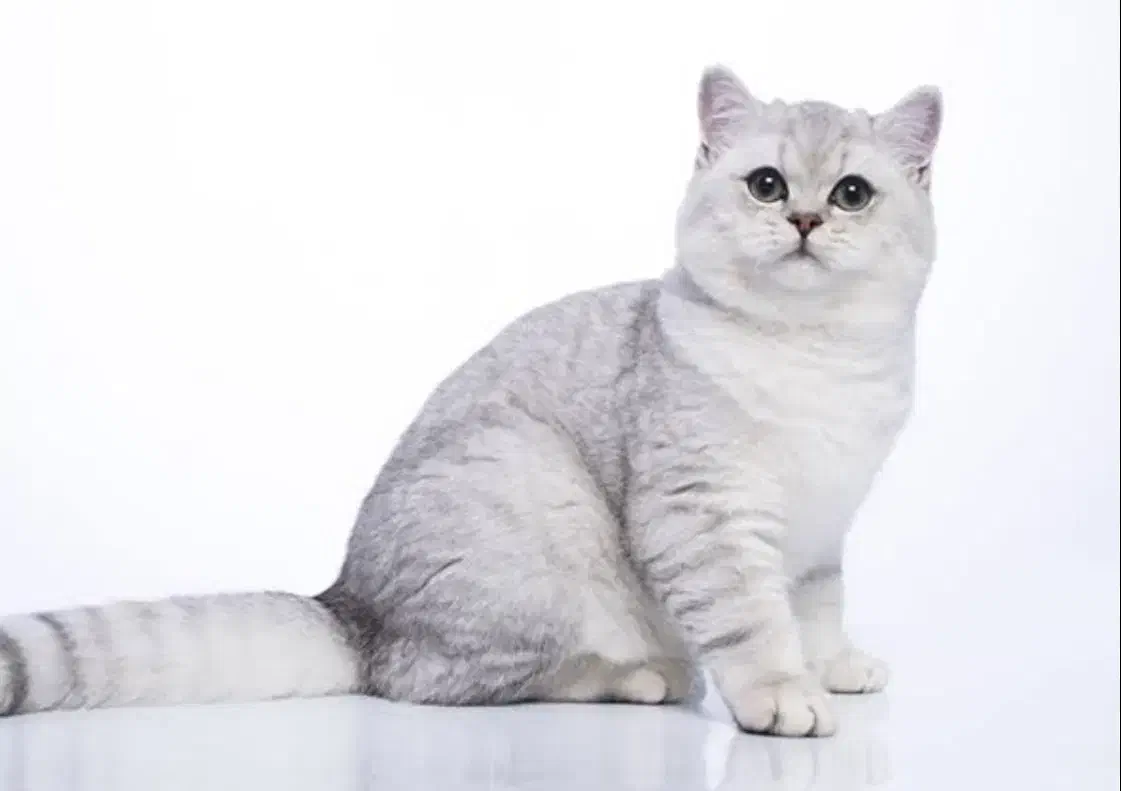 شهر گربه بریتیش سیلور|گربه|تهران, شهرک غرب|دیوار