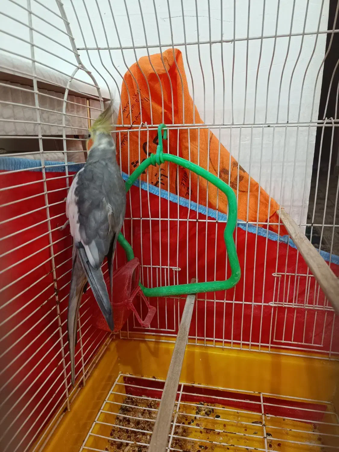 عروس سخنگو بالغ|پرنده|فومن, |دیوار