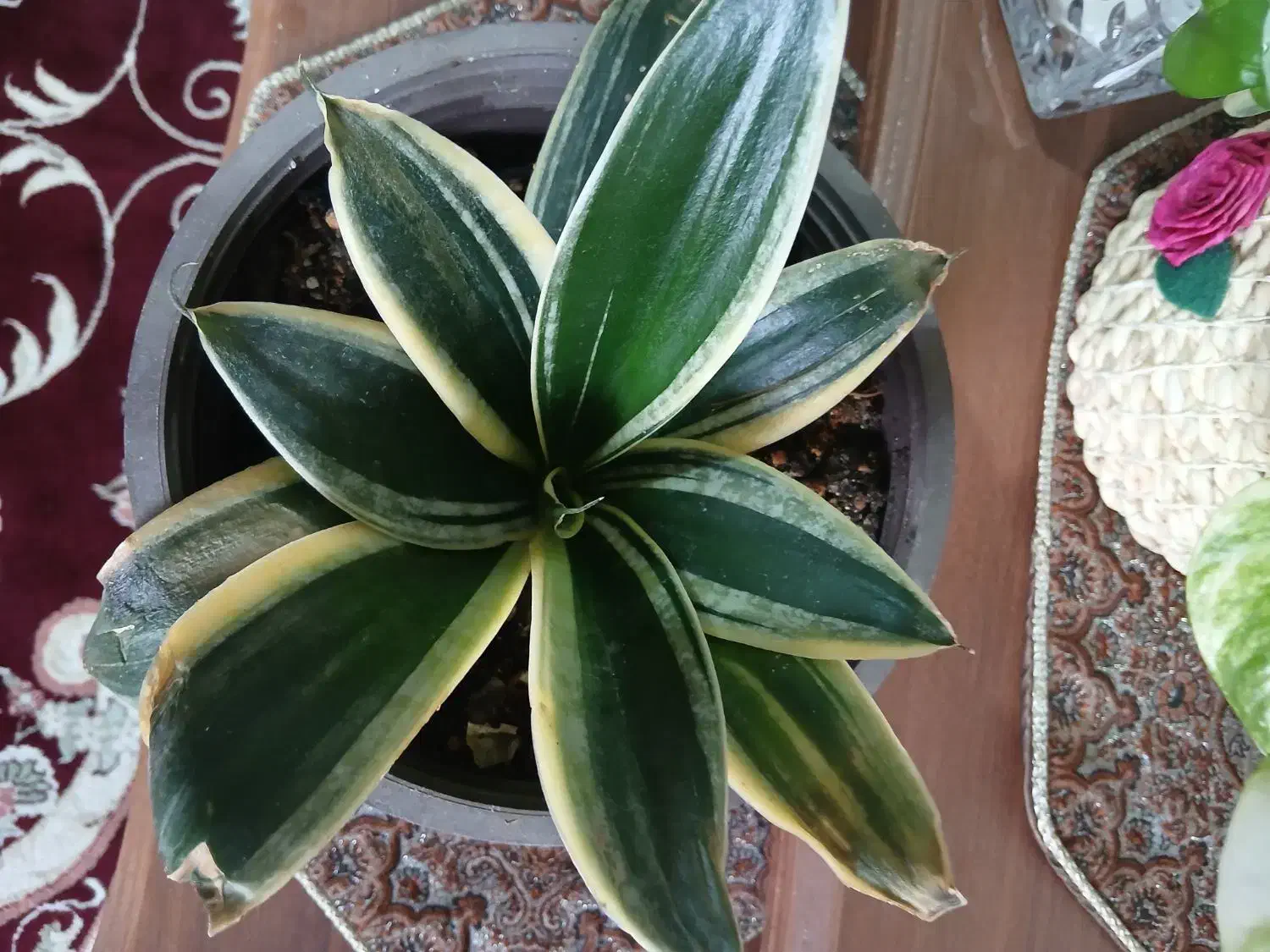 گل طبیعی|گل و گیاه طبیعی|تهران, افسریه شمالی|دیوار