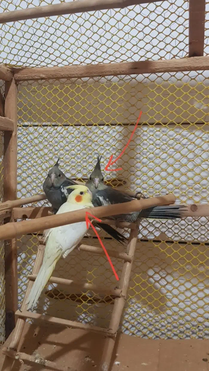 عروس هلندی|پرنده|رامسر, |دیوار