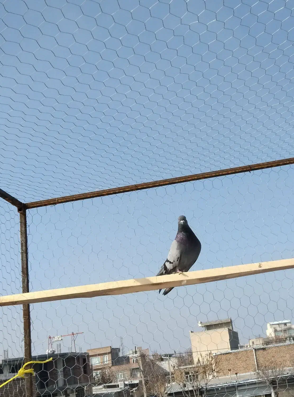 پرش سنگین|پرنده|نقده, |دیوار