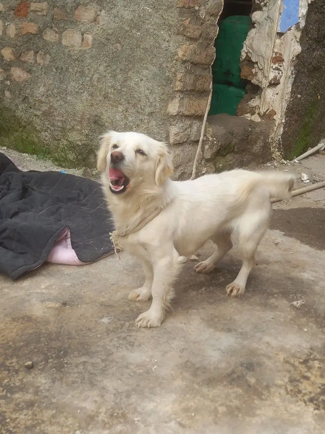 سگ پاکوتاه|سگ|گرگان, |دیوار