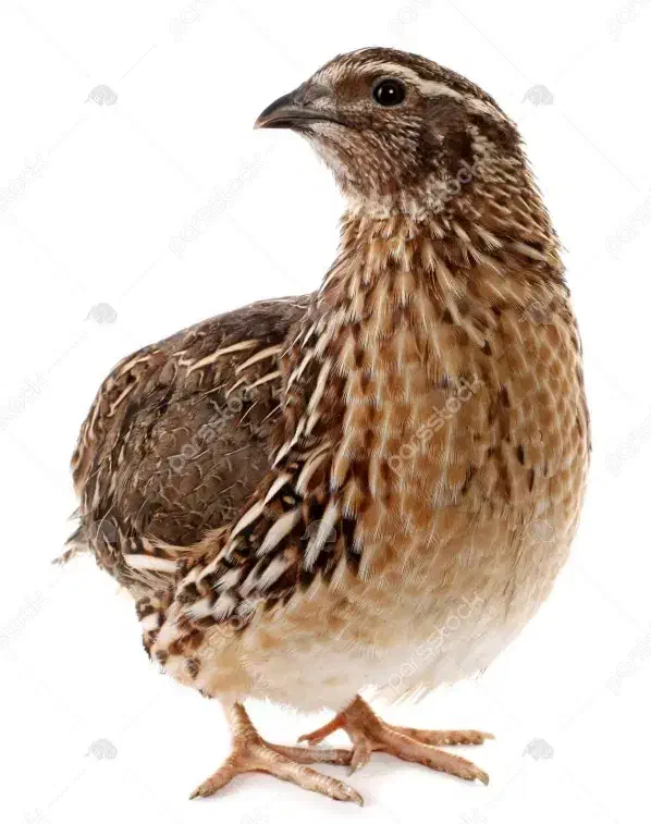 بلدرچین گوشتی|حیوانات مزرعه|کوهدشت, |دیوار