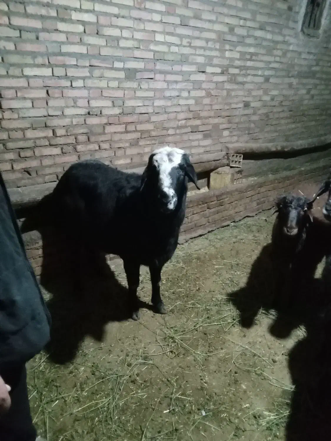 سه عدد قوچ قره قزیل افشای اصل|حیوانات مزرعه|اهر, |دیوار