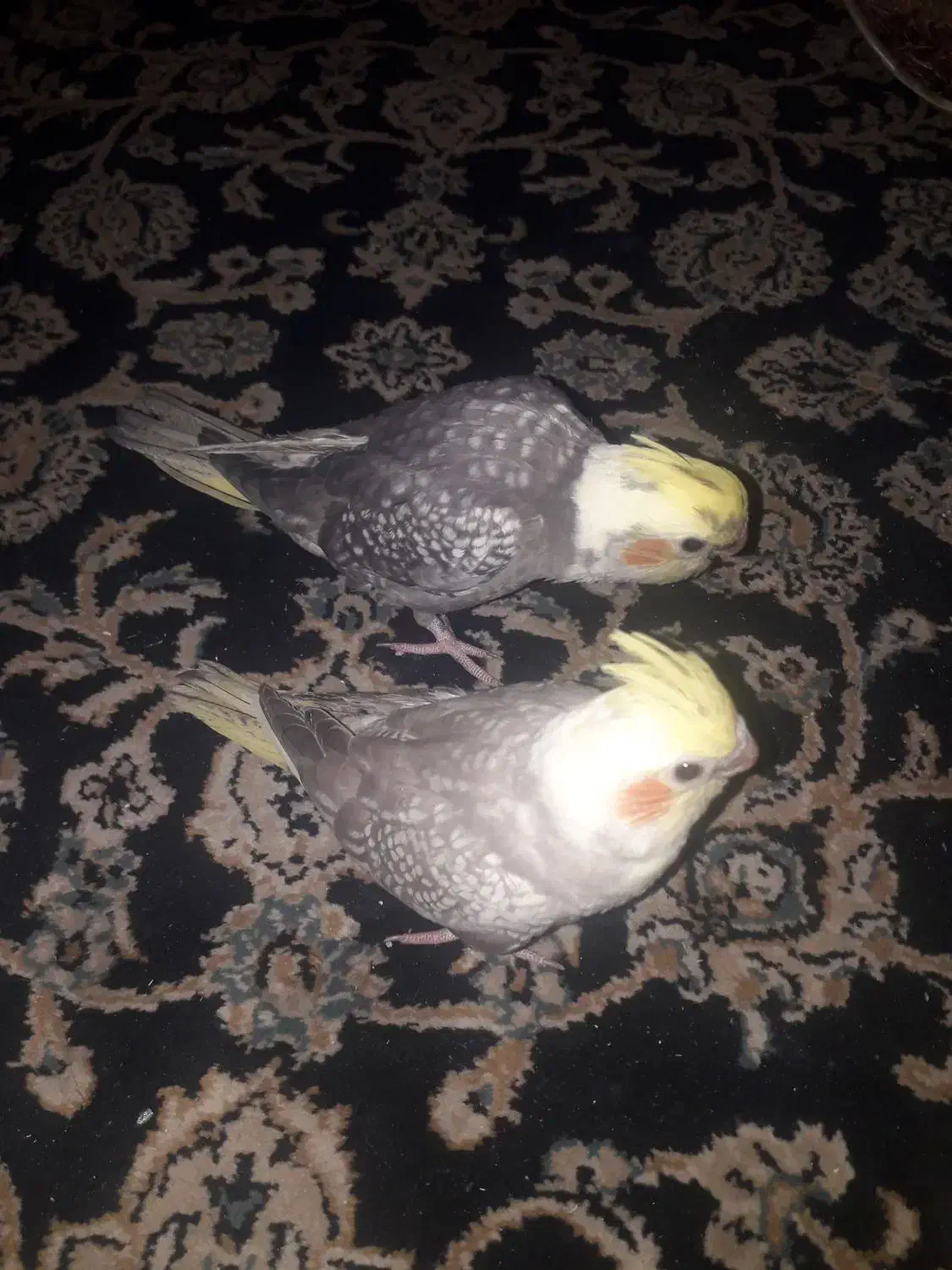 فروش تعدای جوجه عروس هلندی|پرنده|اسلام‌شهر, شهرک مفیدی|دیوار