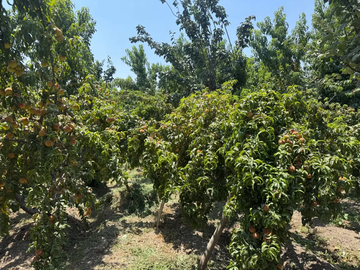 باغ با فنس و دیوار لب قایقرانی(ذوب آهن)|فروش زمین و ملک کلنگی|فولادشهر, زاینده رود|دیوار