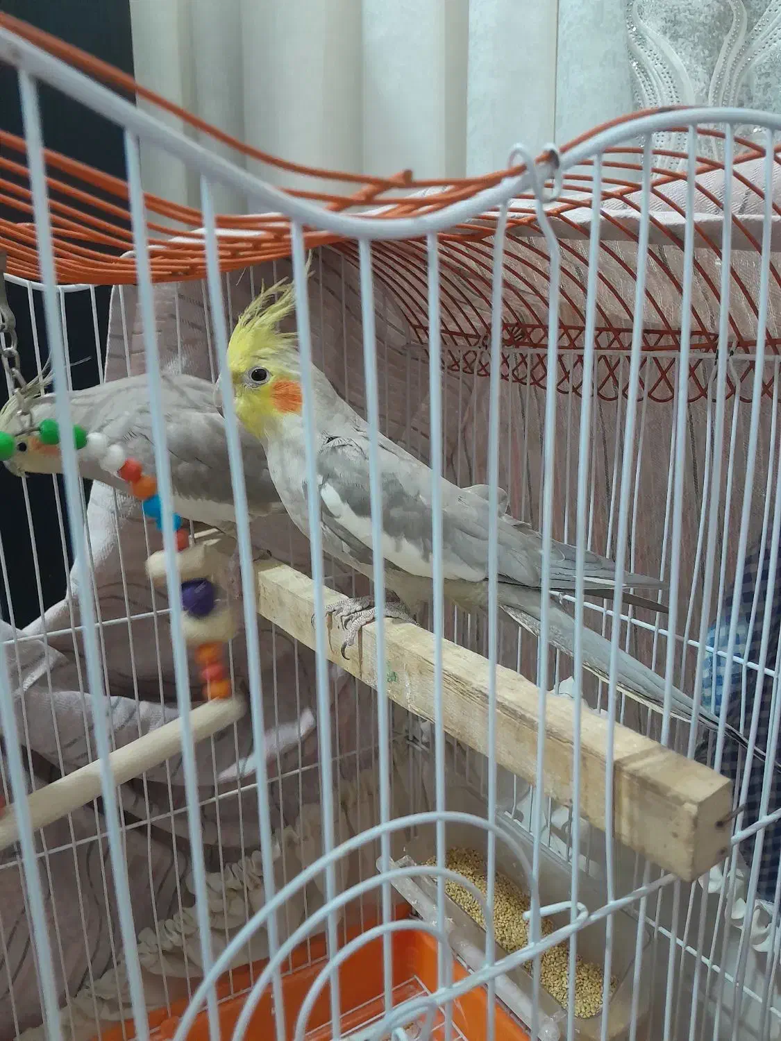 یک جفت عروس هلندی بالغ و تک سخنگو|پرنده|قرچک, محمد آباد|دیوار