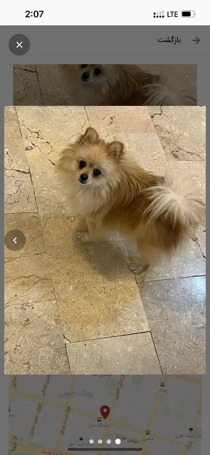 سگ پامر|سگ|تهران, سردارجنگل|دیوار