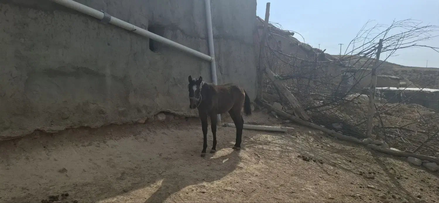 کره مادیون|اسب و تجهیزات اسبسواری|بجنورد, |دیوار