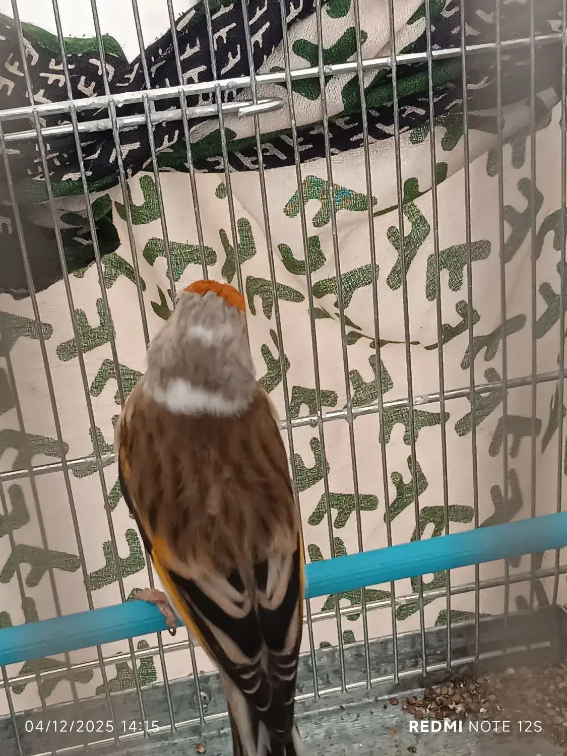 سهره قناری|پرنده|سنندج, |دیوار