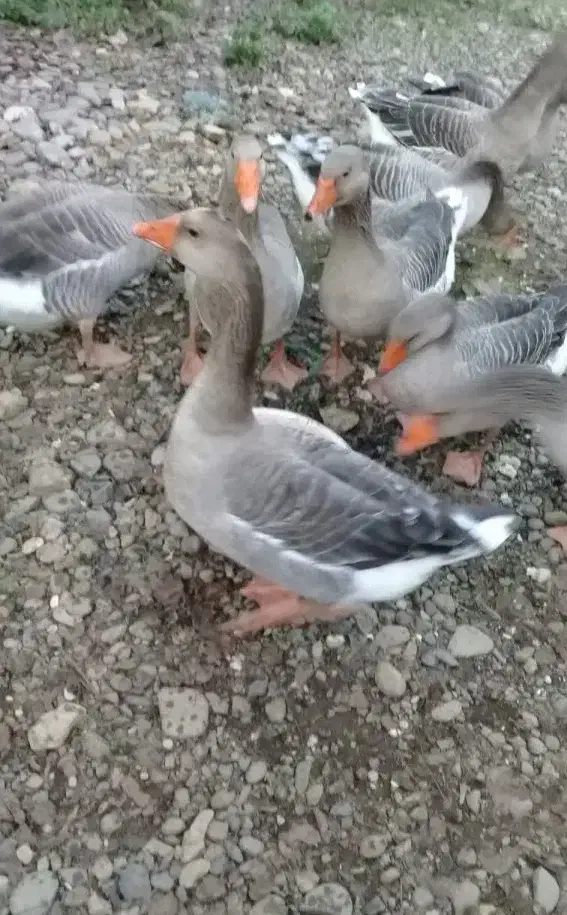 غاز محلی یک ساله|حیوانات مزرعه|سیاهکل, |دیوار