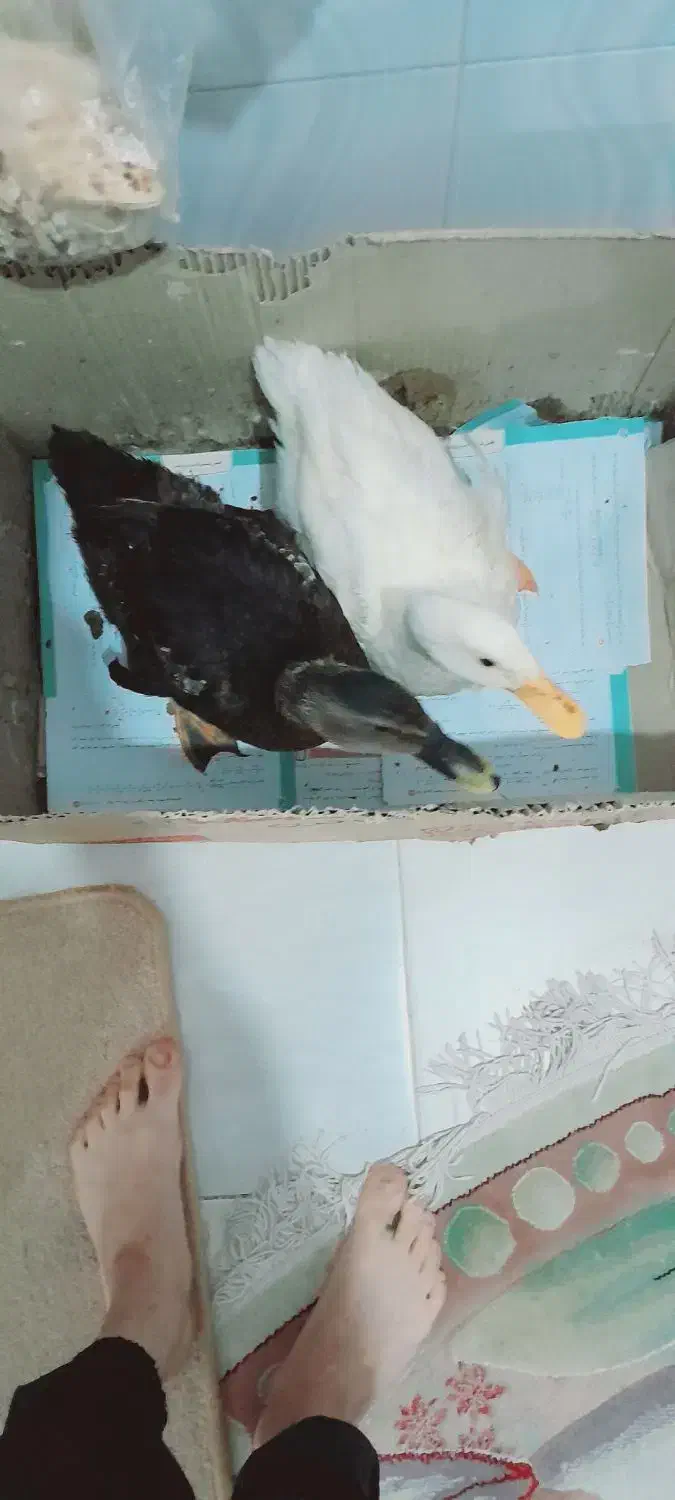 دو عدد اردک|پرنده|کوهدشت, |دیوار