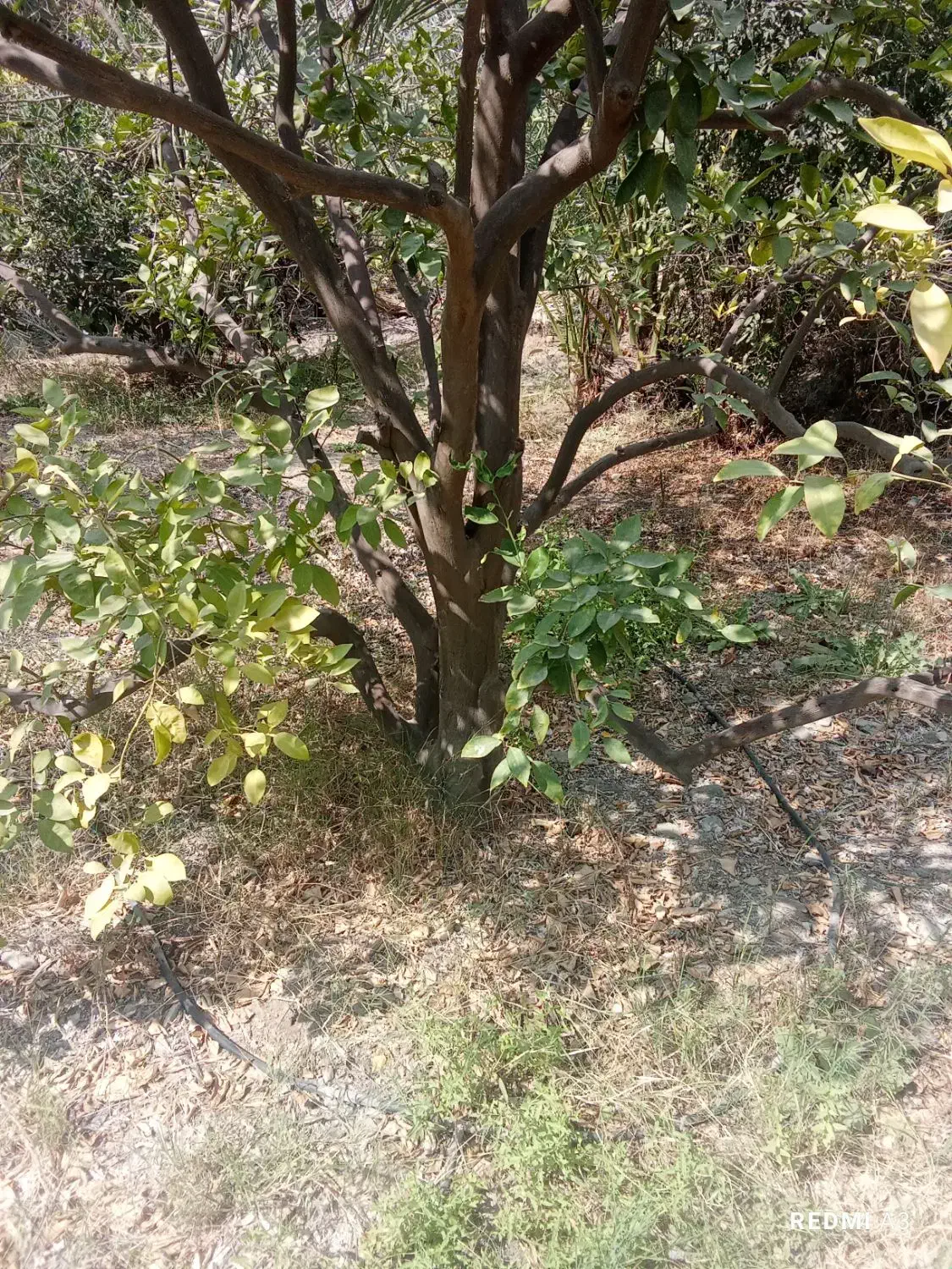 خرید و برش مرکبات|خدمات باغبانی و درختکاری|منوجان, |دیوار