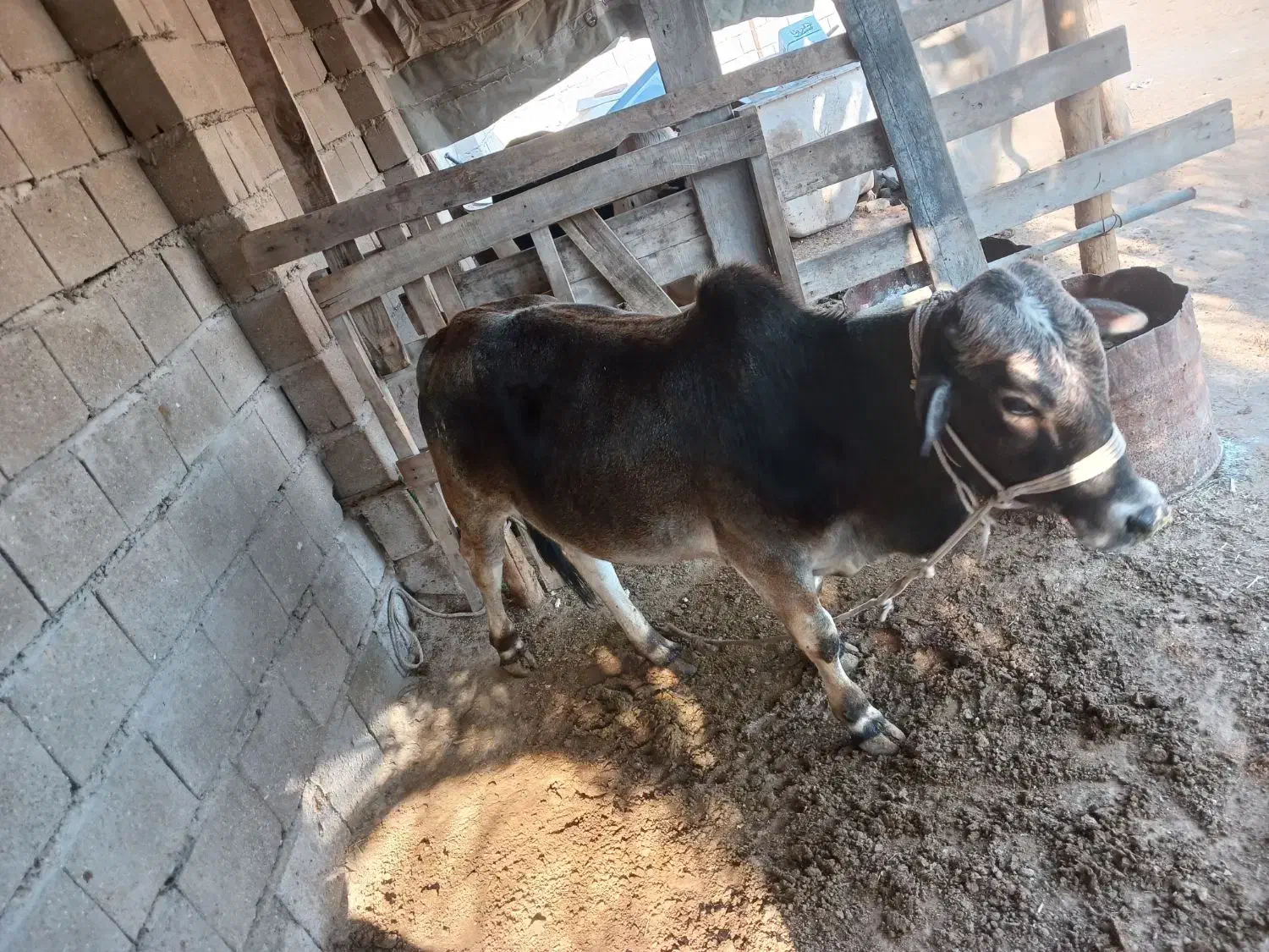 فروشی|حیوانات مزرعه|قشم, |دیوار