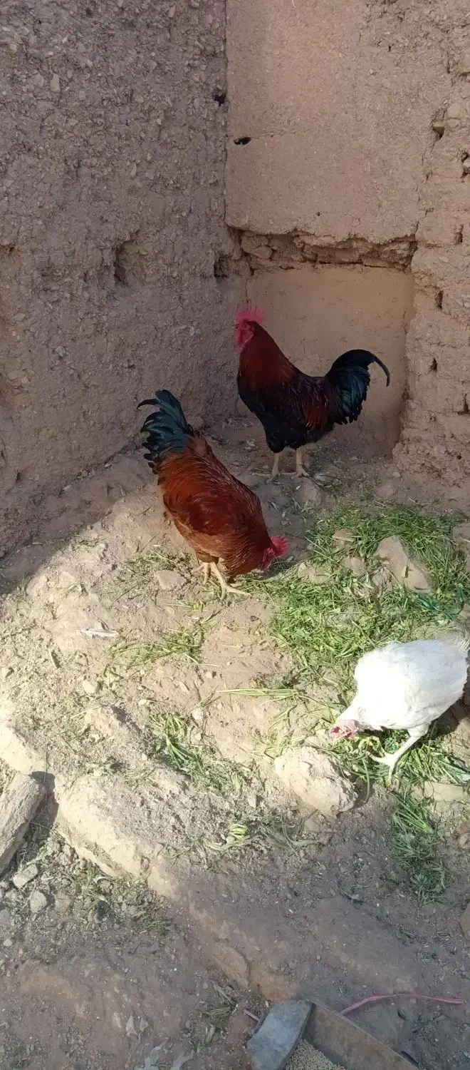 خروس|حیوانات مزرعه|محلات, |دیوار