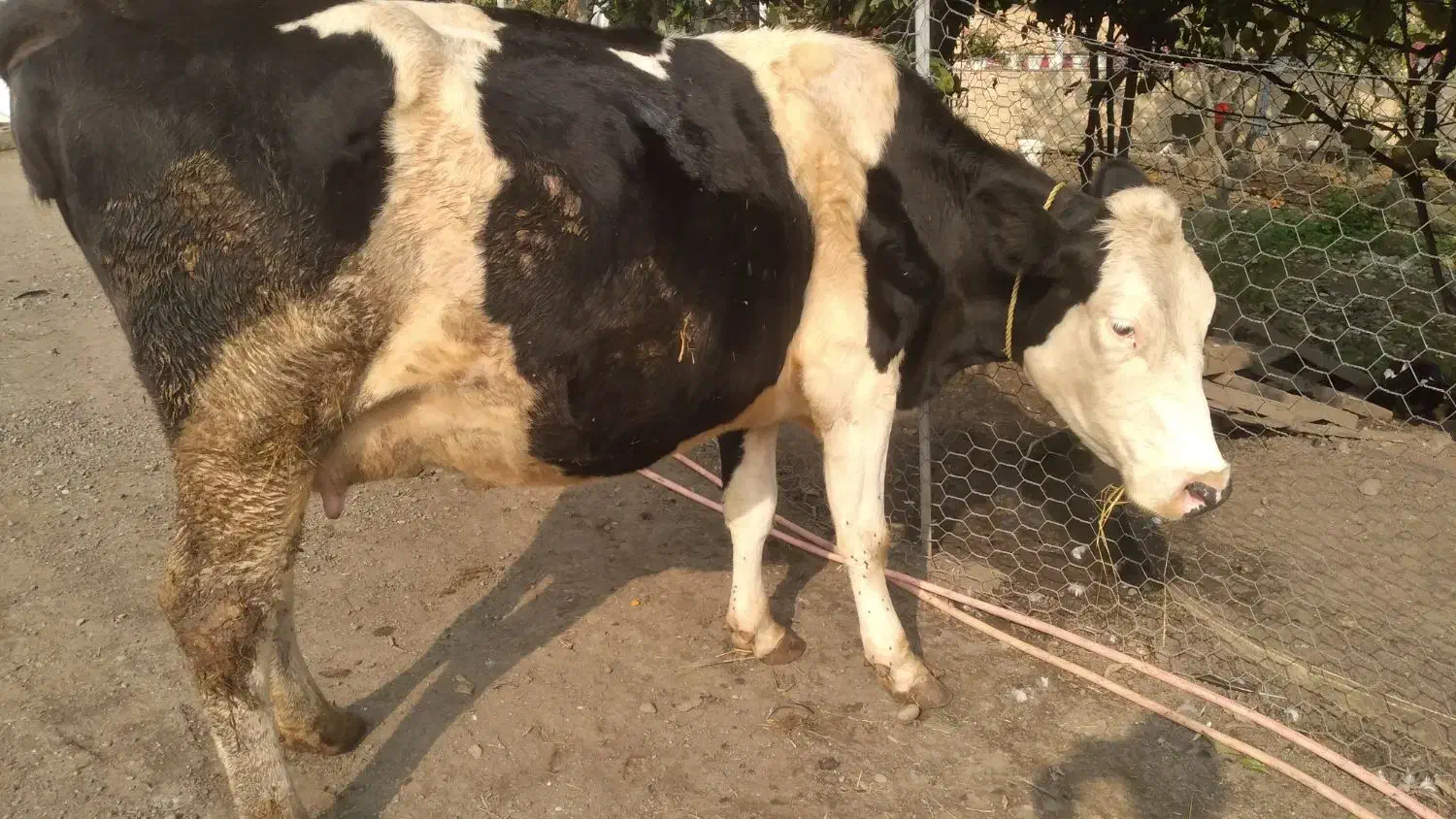 گاو سمینتال هرکول|حیوانات مزرعه|چوبر, |دیوار