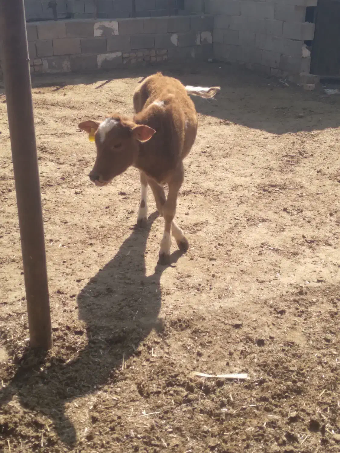 گوساله|حیوانات مزرعه|شیراز, شهرک صنعتی شیراز|دیوار