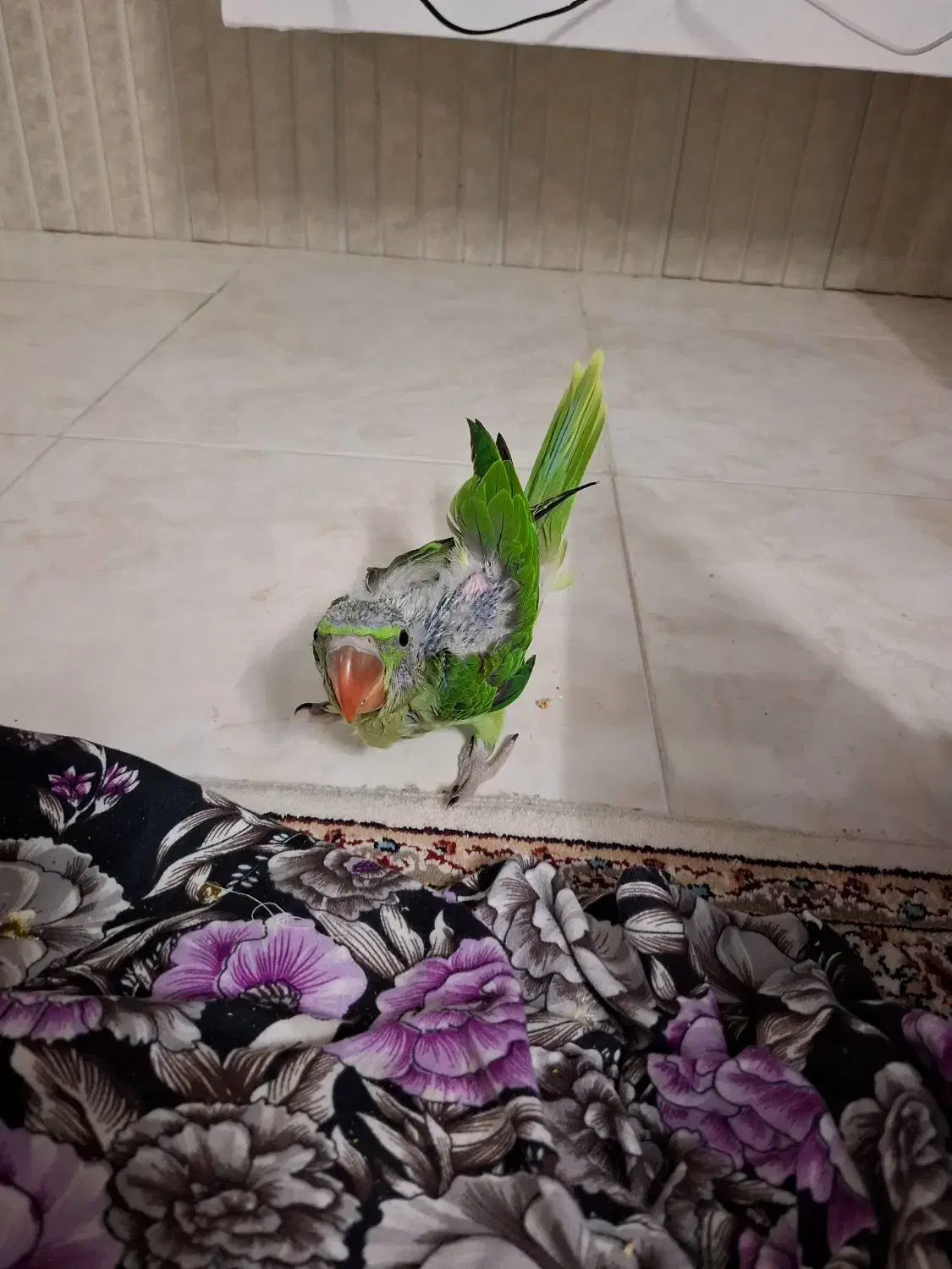 جوجه شاه طوطی|پرنده|اصفهان, عطار نیشابوری|دیوار