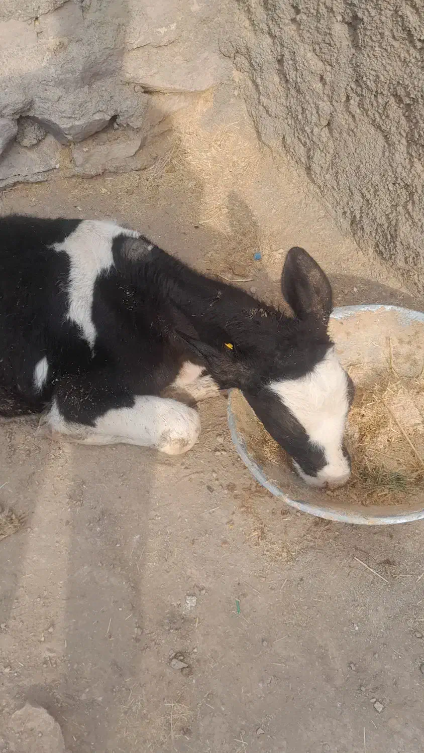 یک راس گوساله نر|حیوانات مزرعه|تاکستان, |دیوار