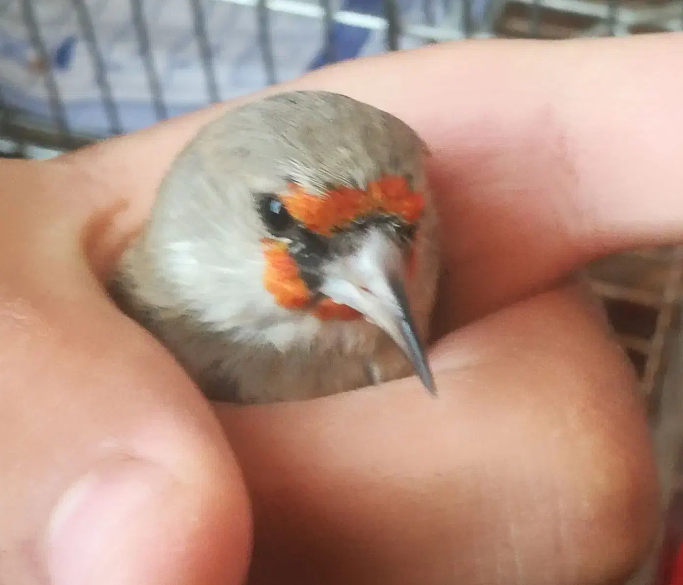 سهره|پرنده|بیرجند, |دیوار