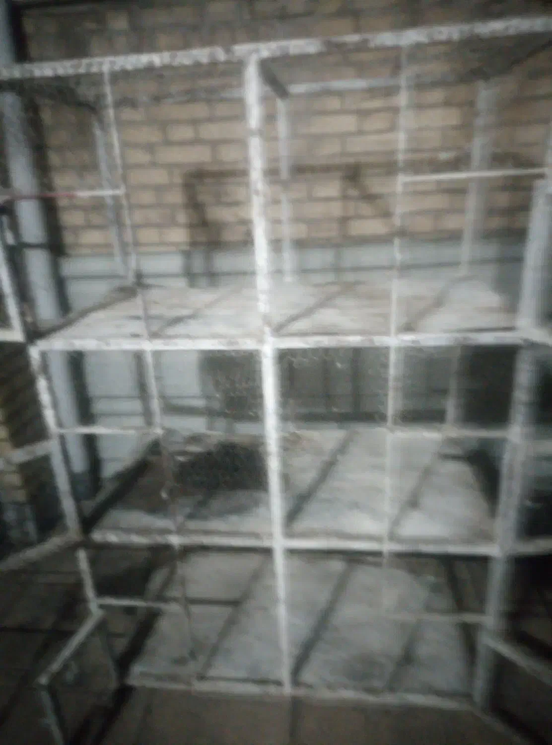 جفت کن کبوتر|لوازم جانبی حیوانات|کرمان, |دیوار