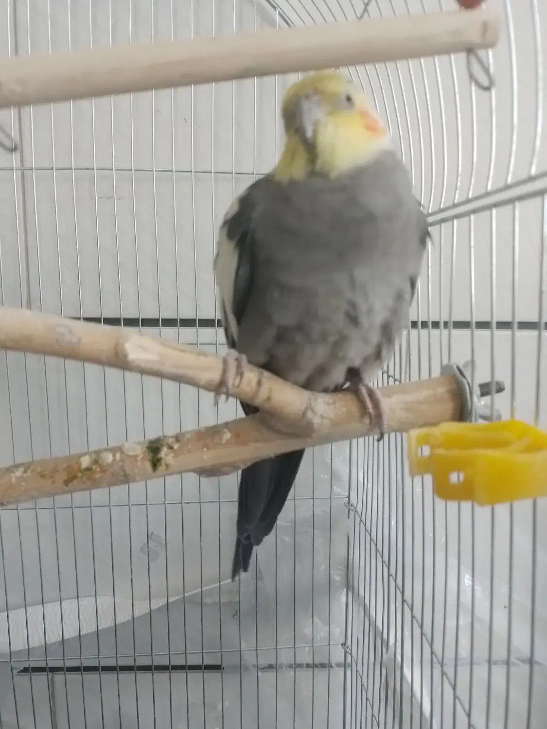 یک جف عروس هلندی|پرنده|برخوار, |دیوار