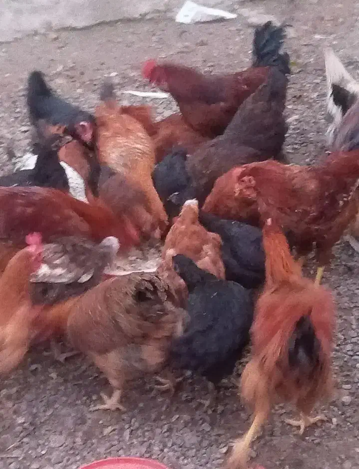 مرغ محلی|حیوانات مزرعه|انزل, |دیوار