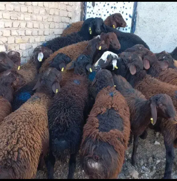 کم چربی|حیوانات مزرعه|قزوین, |دیوار