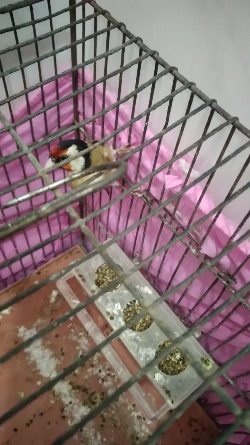 سره|پرنده|کنگاور, |دیوار