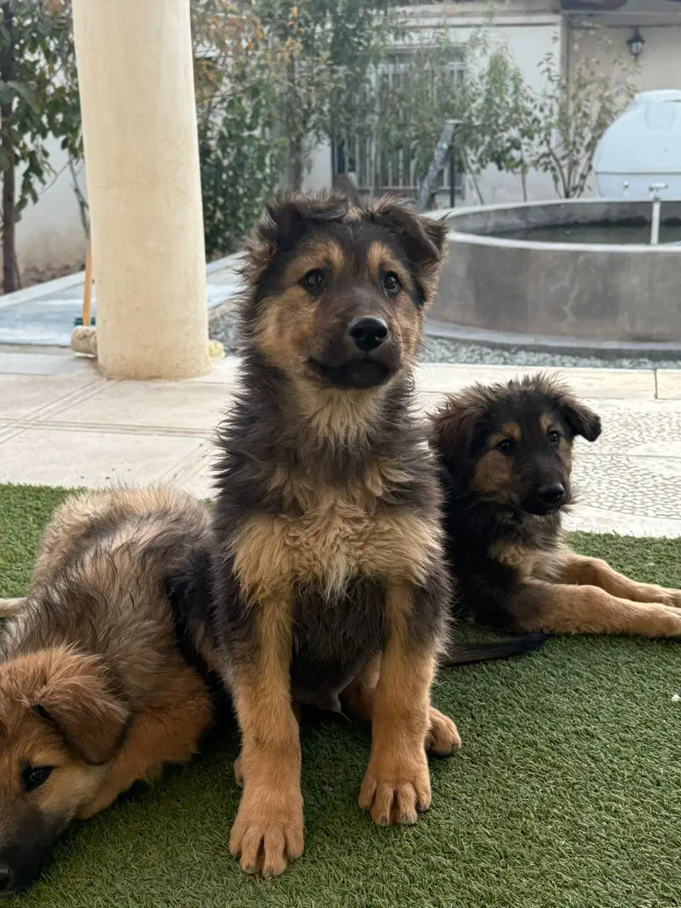 واگذاری توله سگ نگهبان|سگ|رودهن, |دیوار