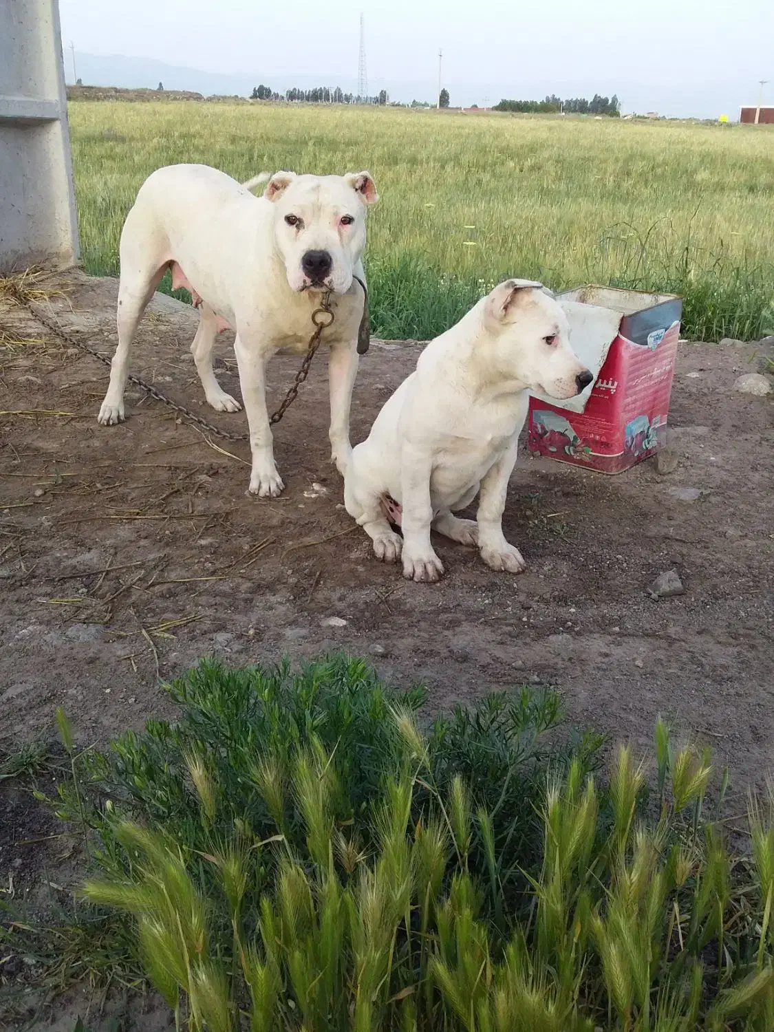 داگو آرژانتین اصل ماده بیست ماهه|سگ|مشگین شهر, |دیوار