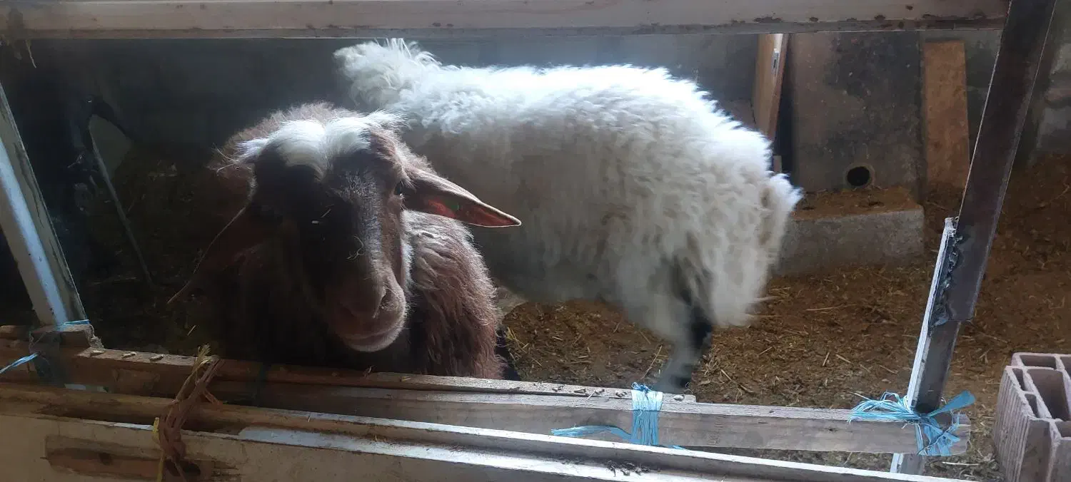 فروش میش چند قلو زا افشاری آبستن|حیوانات مزرعه|آسارا, |دیوار