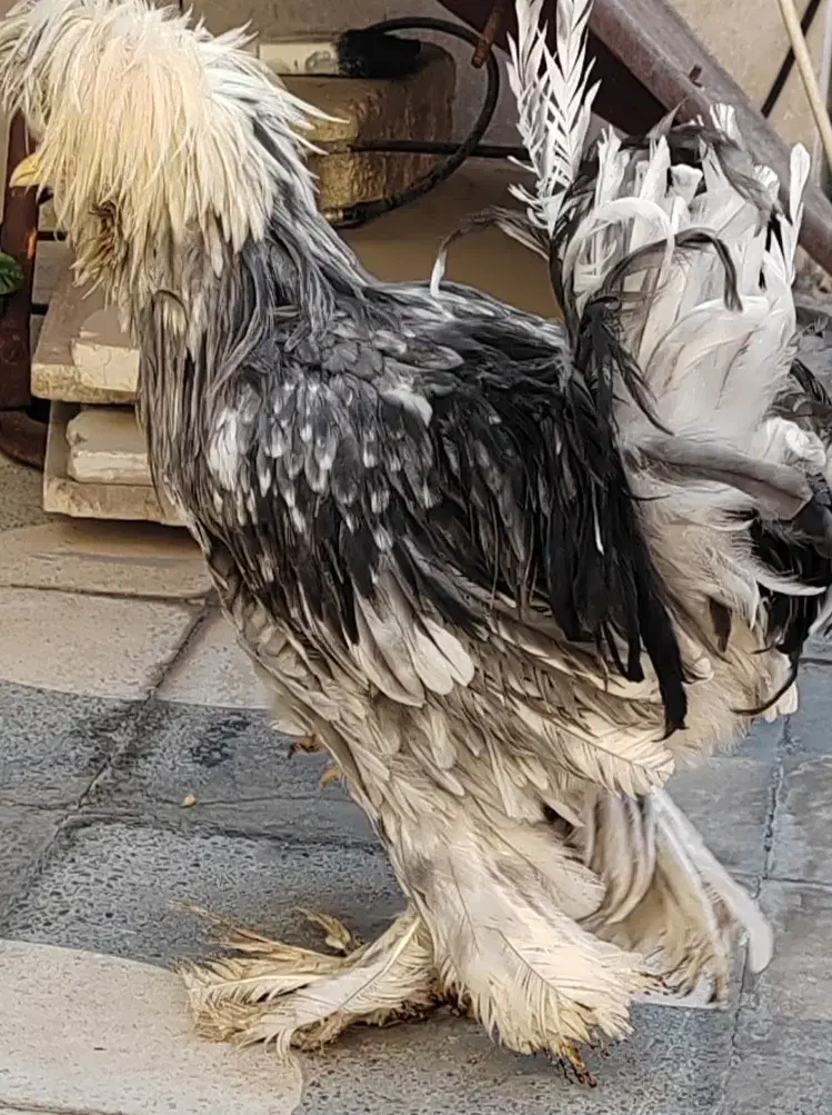 خروس سلطان|حیوانات مزرعه|شیراز, پودنک|دیوار