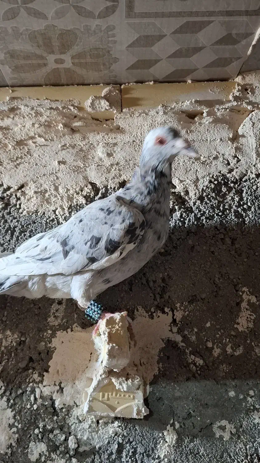 پرشی|پرنده|فیروزه, |دیوار