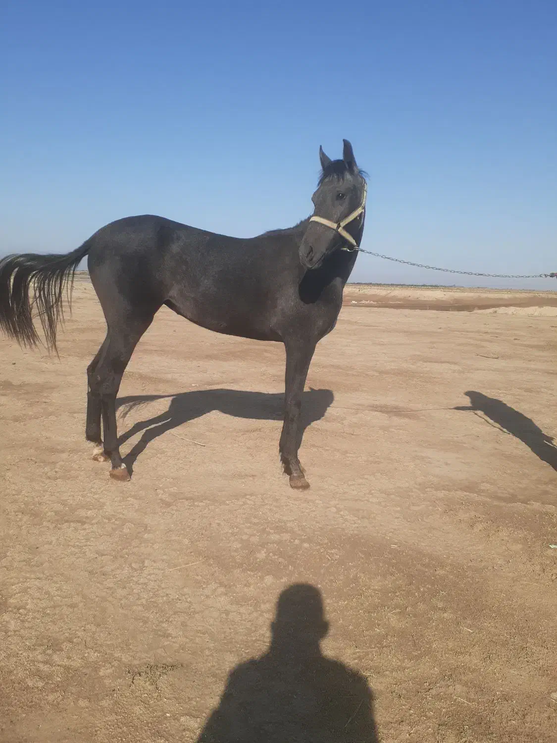 کره اسب ۱۶ ماهه مدارک کامل|اسب و تجهیزات اسب‌سواری|گنبد کاووس, |دیوار