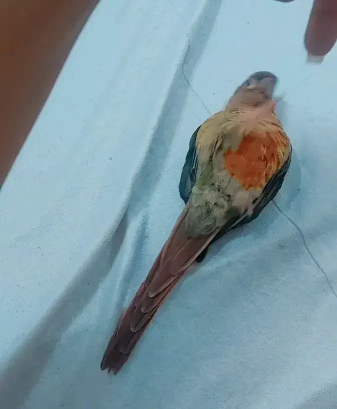 گرینچیک گمشده|حیوانات|مشهد, تربیت (صدف)|دیوار