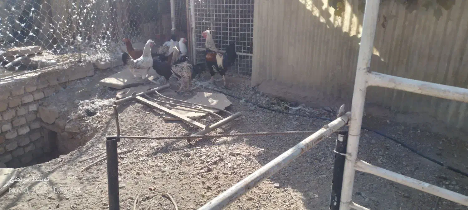 معاوضه قو غاز|حیوانات مزرعه|کرج, کمال‌شهر|دیوار