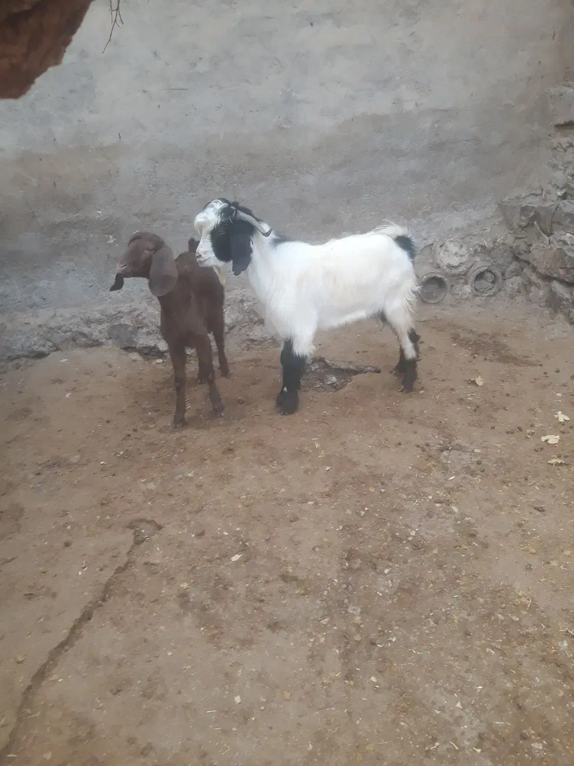 بزغاله نر وماده چاق موجود است|حیوانات مزرعه|صحنه, |دیوار