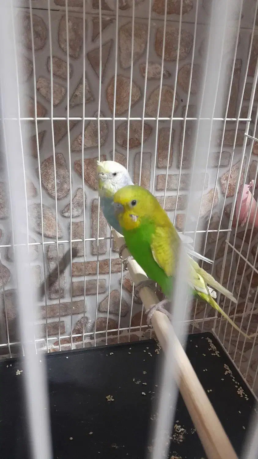 مرغ عشق|پرنده|سرایان, |دیوار