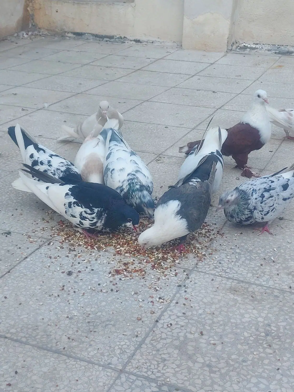 همگی ماده|پرنده|شیراز, بالا کفت|دیوار