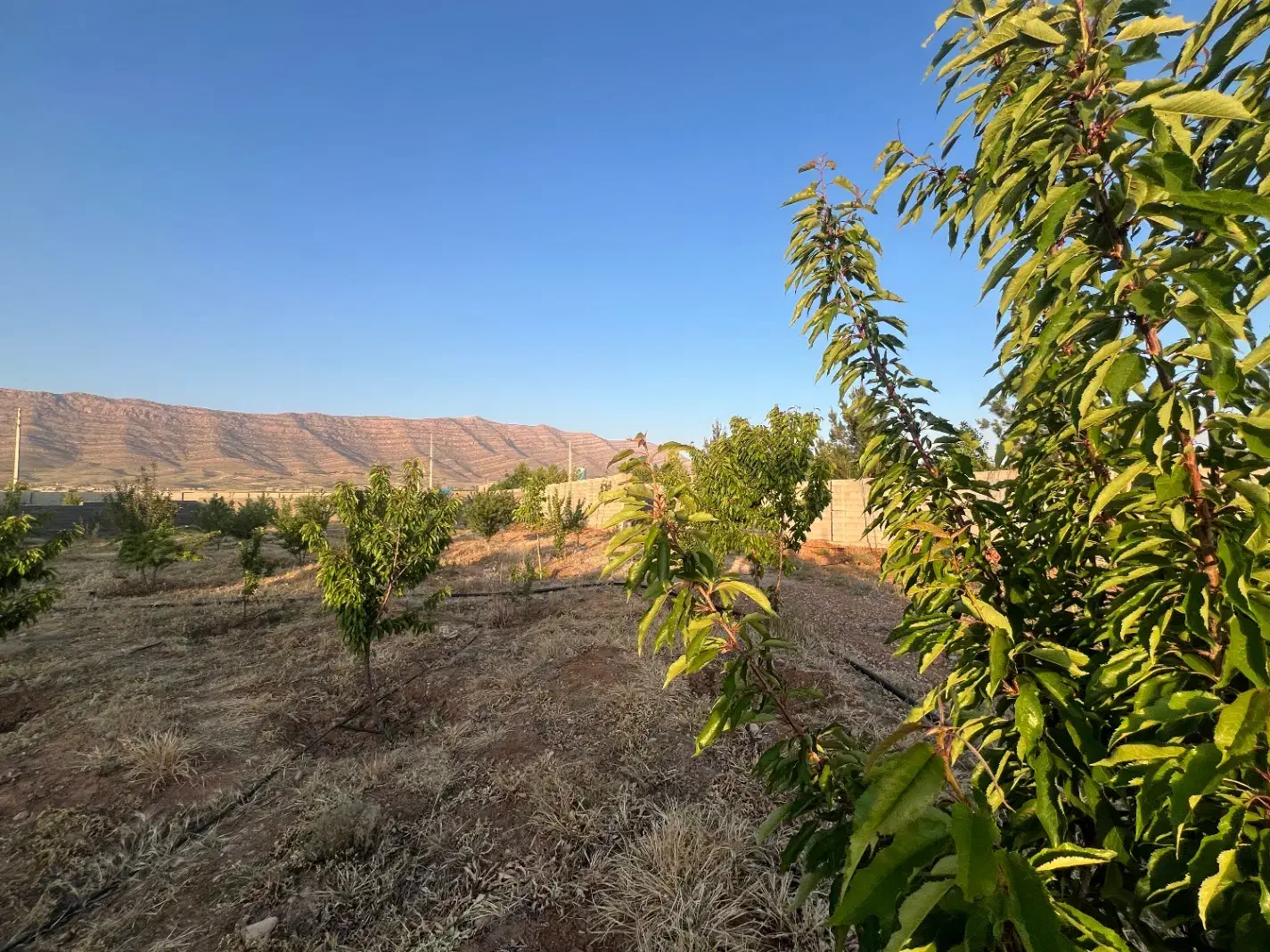 فروش باغچه خان زنیان دهنو قلندری|فروش زمین و ملک کلنگی|ارژن, |دیوار