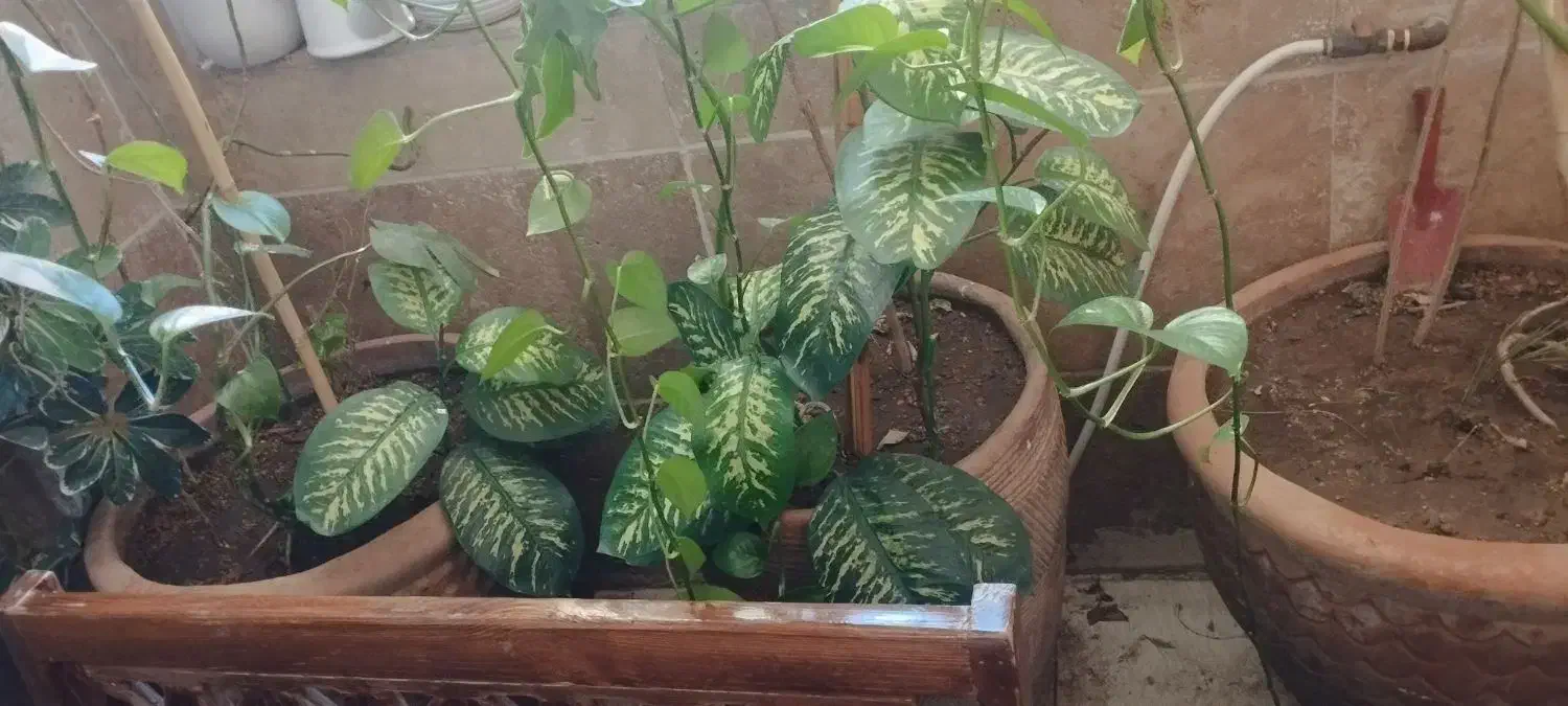 گل و گلدان بزرگ|گل و گیاه طبیعی|صدرا-فارس, فاز ۱|دیوار